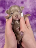 Olaf AKC (pet price) , a male Chihuahua for sale in West New York, NJ – 8 of 10