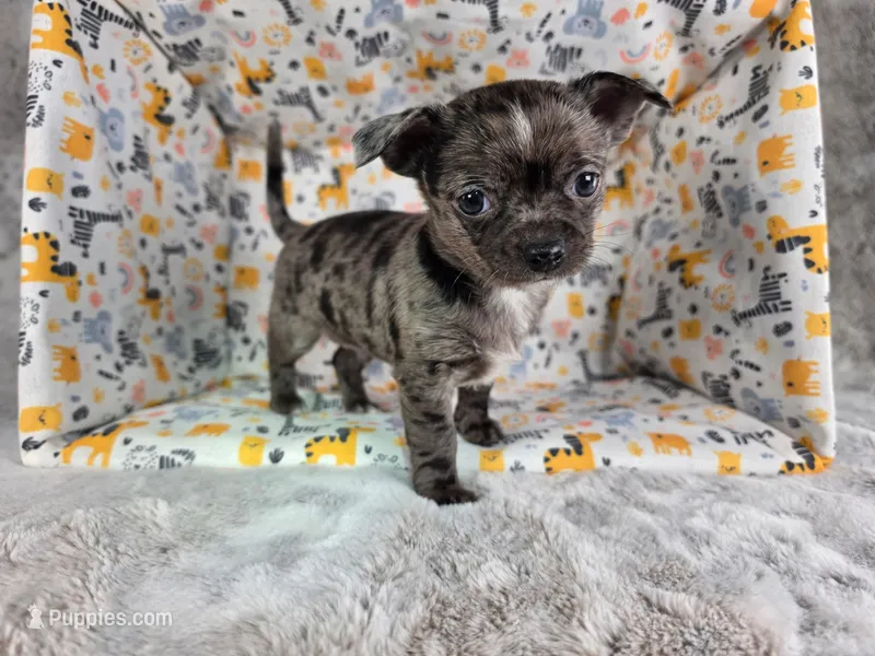 Kristoff AKC (pet price)  – Chihuahua puppy for sale in West New York, NJ