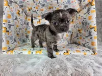 Kristoff AKC (pet price) , a male Chihuahua for sale in West New York, NJ – 5 of 9