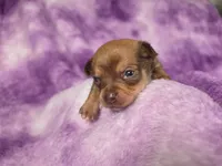 Pascal AKC (pet price) , a male Chihuahua for sale in West New York, NJ – 6 of 10