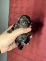 Winnie, a female Chihuahua for sale in West New York, NJ – 4 of 9