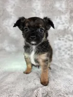 Prince Charming AKC (pet price) , a male Chihuahua for sale in West New York, NJ – 6 of 10