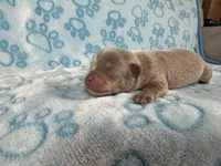 Olaf , a male Chihuahua for sale in West New York, NJ – 1 of 6