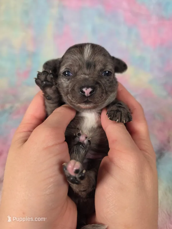 Kristoff AKC – Chihuahua puppy for sale in West New York, NJ