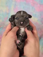 Kristoff AKC, a male Chihuahua for sale in West New York, NJ – 1 of 10