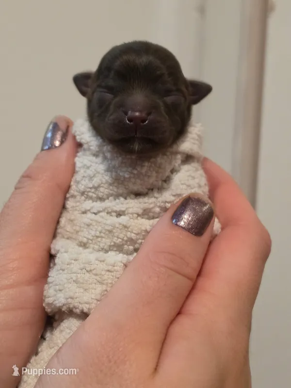 Winnie – Chihuahua puppy for sale in West New York, NJ