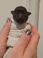 Winnie, a female Chihuahua for sale in West New York, NJ – 1 of 9