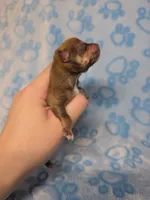 Pascal, a male Chihuahua for sale in West New York, NJ – 4 of 6