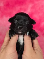 Prince Eric AKC, a male Chihuahua for sale in West New York, NJ – 1 of 10
