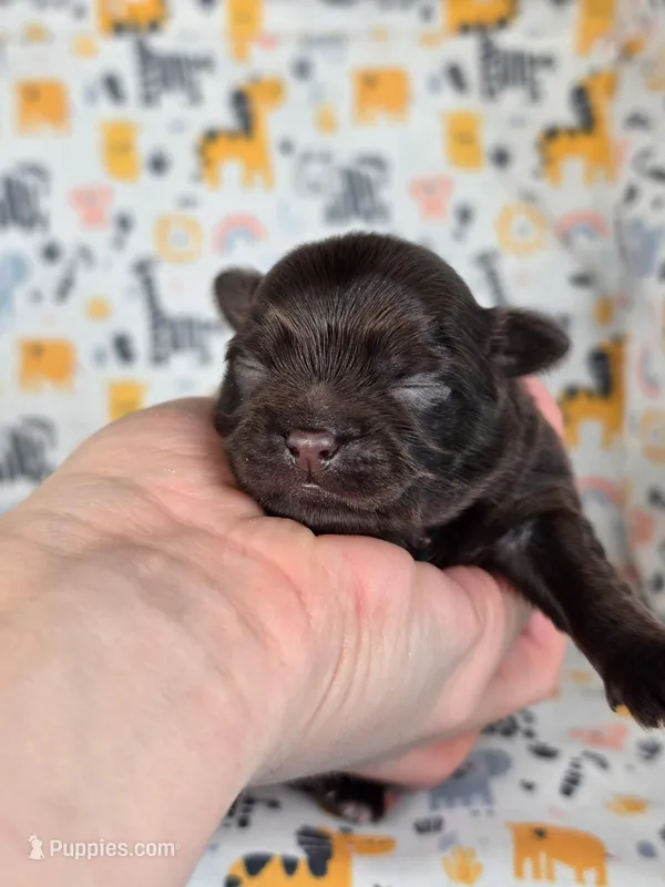 Winnie AKC – Chihuahua puppy for sale in West New York, NJ