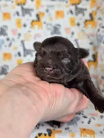 Winnie AKC, a female Chihuahua for sale in West New York, NJ – 3 of 10