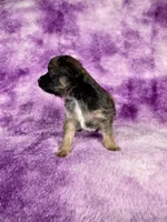 Prince Charming AKC (pet price) , a male Chihuahua for sale in West New York, NJ – 4 of 10