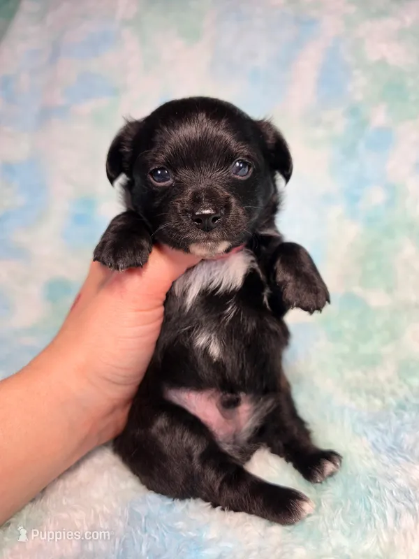 Prince Ali AKC  – Chihuahua puppy for sale in West New York, NJ