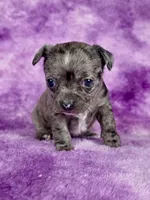 Kristoff AKC (pet price) , a male Chihuahua for sale in West New York, NJ – 3 of 10