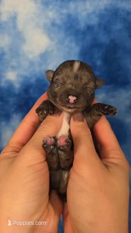 Kristoff  – Chihuahua puppy for sale in West New York, NJ