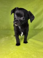 Prince Eric AKC pet price , a male Chihuahua for sale in West New York, NJ – 4 of 10