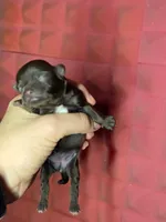 Winnie, a female Chihuahua for sale in West New York, NJ – 2 of 9