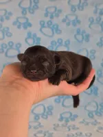 Winnie AKC, a female Chihuahua for sale in West New York, NJ – 4 of 10
