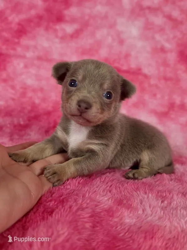 Olaf AKC (pet price)  – Chihuahua puppy for sale in West New York, NJ