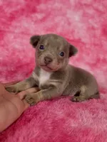 Olaf AKC (pet price) , a male Chihuahua for sale in West New York, NJ – 2 of 10
