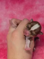 Ariel AKC, a female Chihuahua for sale in West New York, NJ – 6 of 8