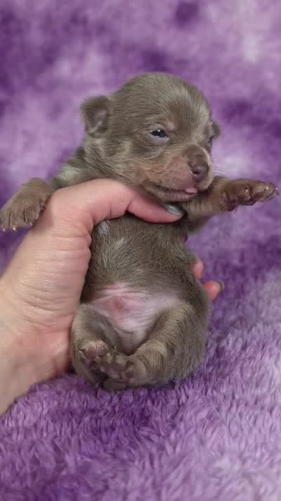 Olaf AKC (pet price) , a male Chihuahua for sale in West New York, NJ – 6 of 10