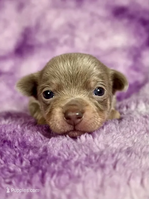 Olaf AKC (pet price)  – Chihuahua puppy for sale in West New York, NJ
