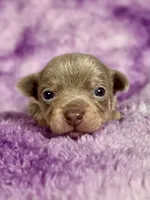 Olaf AKC (pet price) , a male Chihuahua for sale in West New York, NJ – 1 of 10