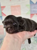 Christopher Robin AKC, a male Chihuahua for sale in West New York, NJ – 8 of 10