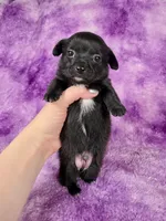 Prince Eric AKC (pet price) , a male Chihuahua for sale in West New York, NJ – 3 of 10