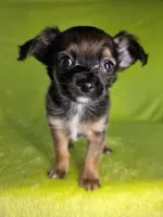 Prince Charming AKC (pet price) , a male Chihuahua for sale in West New York, NJ – 4 of 10