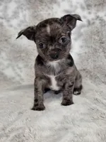 Kristoff AKC (pet price) , a male Chihuahua for sale in West New York, NJ – 7 of 9