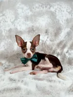 Max, a male Chihuahua for sale in West New York, NJ – 9 of 10