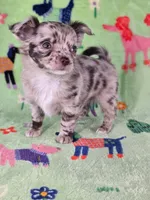 Remy AKC, a male Chihuahua for sale in West New York, NJ – 2 of 7