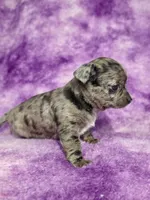 Kristoff AKC (pet price) , a male Chihuahua for sale in West New York, NJ – 5 of 10