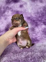 Pascal AKC (pet price) , a male Chihuahua for sale in West New York, NJ – 7 of 10