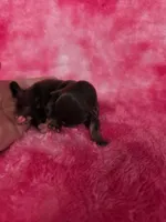 Rapunzel, a female Chihuahua for sale in West New York, NJ – 4 of 9