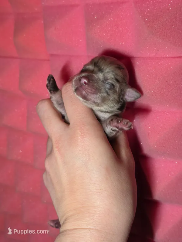 Tigger – Chihuahua puppy for sale in West New York, NJ