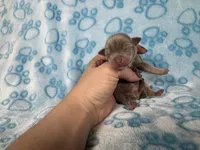 Olaf , a male Chihuahua for sale in West New York, NJ – 2 of 6