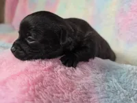 Prince Eric AKC, a male Chihuahua for sale in West New York, NJ – 3 of 10