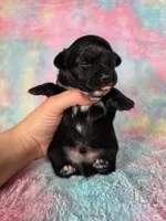 Prince Ali AKC , a male Chihuahua for sale in West New York, NJ – 8 of 10