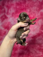 Rapunzel, a female Chihuahua for sale in West New York, NJ – 3 of 9