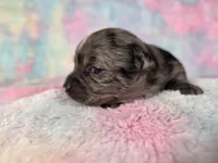 Kristoff AKC, a male Chihuahua for sale in West New York, NJ – 2 of 10