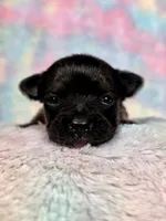 Prince Charming AKC (pet price) , a male Chihuahua for sale in West New York, NJ – 9 of 10