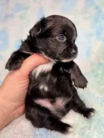 Aladdin AKC , a male Chihuahua for sale in West New York, NJ – 7 of 10