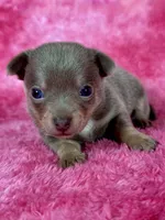 Olaf AKC (pet price) , a male Chihuahua for sale in West New York, NJ – 7 of 9