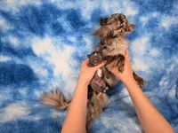 Kristoff , a male Chihuahua for sale in West New York, NJ – 7 of 9