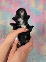 Prince Ali AKC , a male Chihuahua for sale in West New York, NJ – 7 of 10
