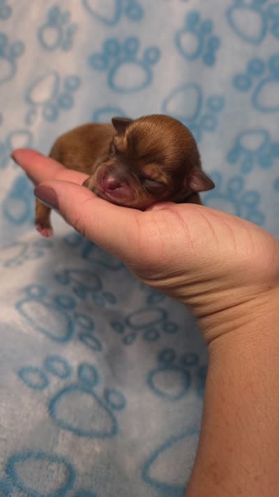 Pascal, a male Chihuahua for sale in West New York, NJ – 6 of 6