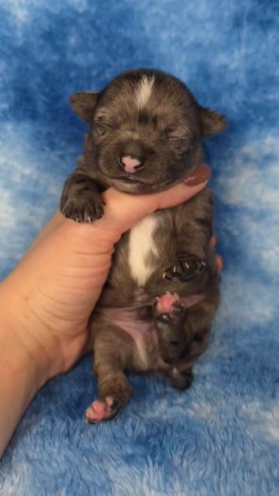 Kristoff , a male Chihuahua for sale in West New York, NJ – 8 of 9